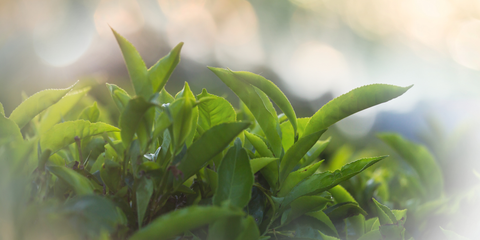 Unsere neuen Flugtees