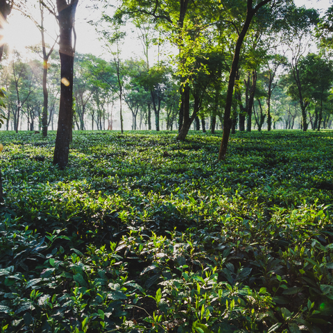 Assam